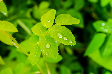 closeup of green leaves rose with raindrops in nature