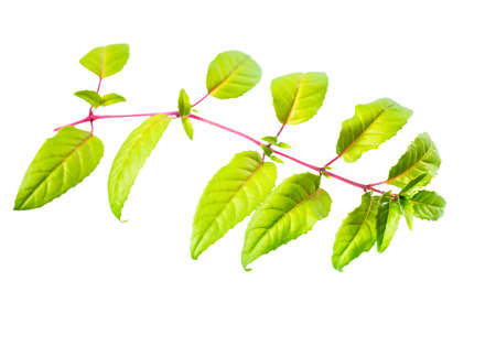 fresh green twig of fuchsia with long leaves is isolated on white backgroundの写真素材
