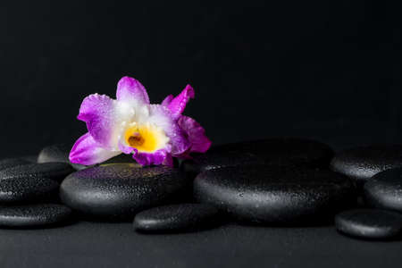 spa concept of purple orchid dendrobium with dew on black zen stones background, closeupの写真素材