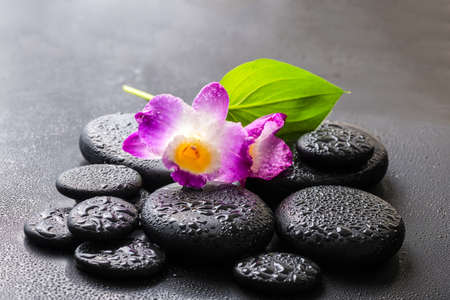 spa concept of purple orchid dendrobium and green leaf Calla lily with dew on black zen stones, closeupの写真素材
