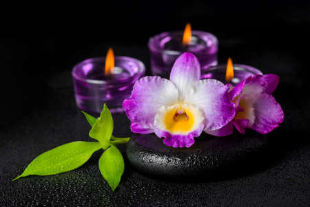 spa concept of purple orchid dendrobium, twig bamboo with dew and candles on black zen stones, closeupの写真素材