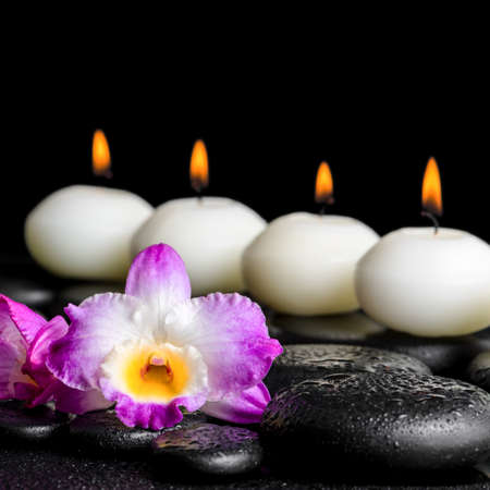 spa still life of purple orchid dendrobium with dew and row white candles on black zen stones, closeupの写真素材