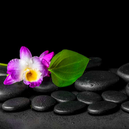 spa background of purple orchid dendrobium and green leaf Calla lily with drops on black zen stones, closeupの写真素材