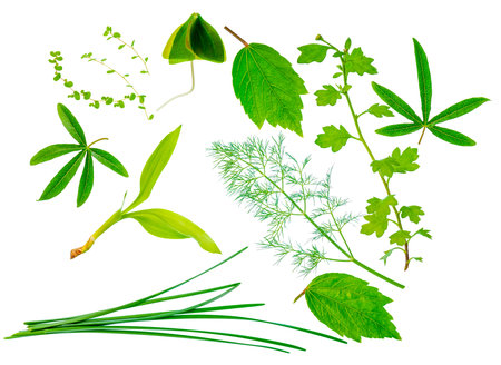 beautiful different exotic green leaves is isolated on white background, closeup
