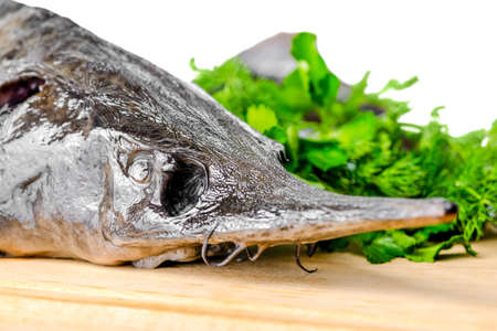 head of fresh raw sturgeon fish with greens, closeupの写真素材