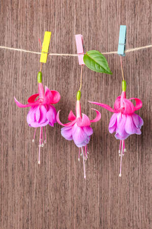 fuchsia flowers handing on rope with colorful clothespin on wooden background, closeupの写真素材