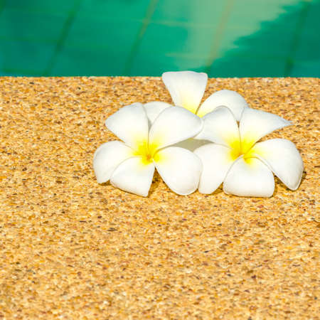 beautiful tropical Plumeria flowers on swimming pool with reflection water, closeupの写真素材