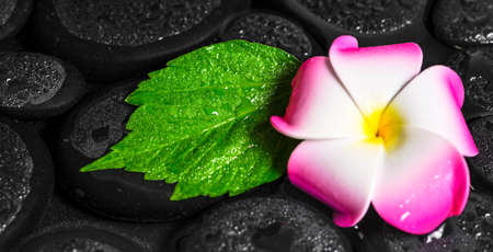 spa concept of green leaf hibiscus, plumeria on zen basalt stones with drops in water, panoramaの写真素材