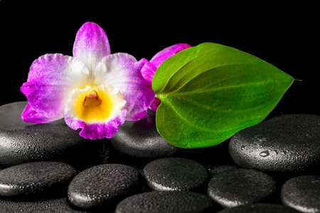 spa background of closeup orchid flower dendrobium and green leaf on black zen stones background with dewの写真素材