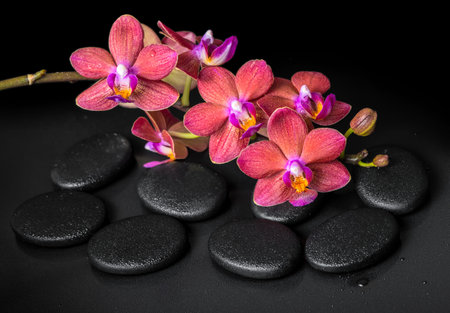 beautiful spa concept of blooming twig red orchid flower, phalaenopsis with water drops on zen...