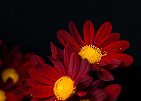 closeup composition of red velvet chrysanthemum flowers on black background, macroの写真素材