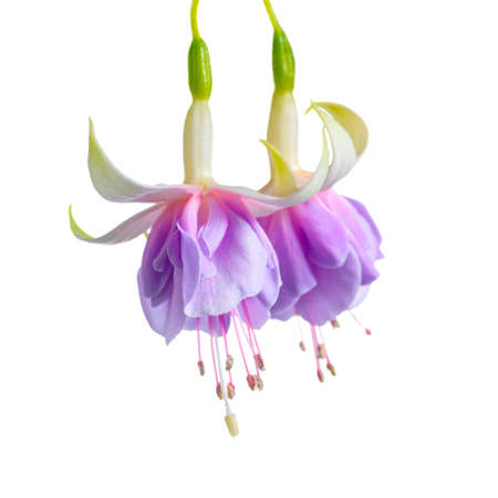 blooming beautiful twig of lilac and white fuchsia flower is isolated on white background, `Holly`s Beauty`, closeupの写真素材