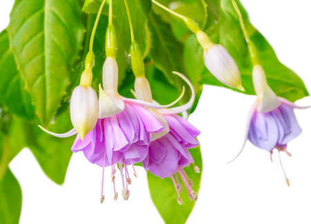 blooming beautiful twig of purple and white fuchsia flower is isolated on white background, `Holly`s Beauty`, closeupの写真素材