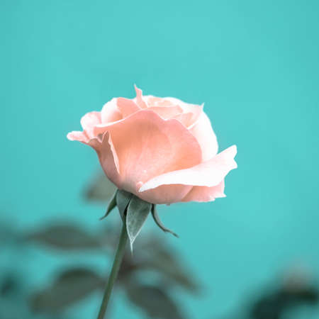 beautiful romantic pink rose flower on toned green blur background, vintage style, closeupの写真素材