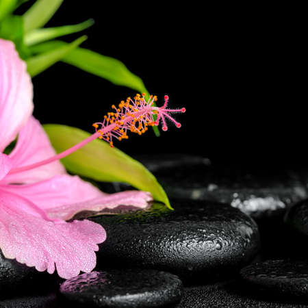 beautiful spa composition of pink hibiscus flower and twig bamboo on zen basalt stones with drops, closeupの写真素材
