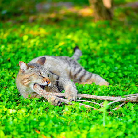 funny cat gnaws branch on green grass, closeupの写真素材