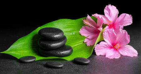 beautiful spa concept of pink hibiscus flowers, green leaf and stones pyramid with drops, panoramaの写真素材