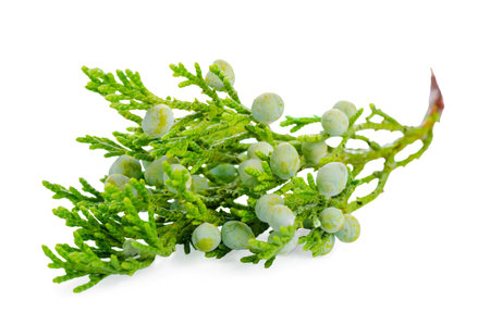 juniper plant with berries is isolated on white background, closeup
