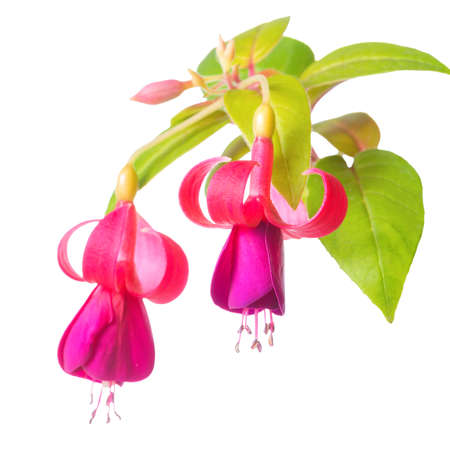 blooming beautiful twig of lilac and red fuchsia flower is isolated on white background,`Green and Gold`, closeupの写真素材