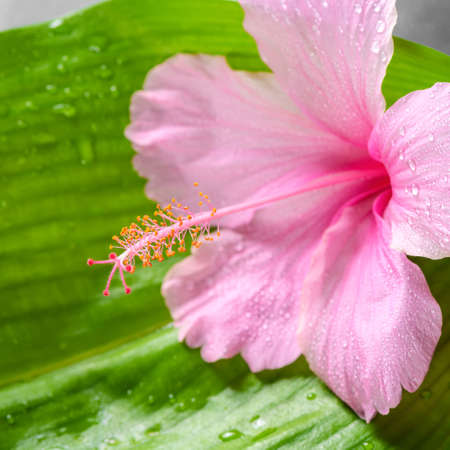 beautiful spa concept of pink hibiscus flower on big green leaf with drops, closeupの写真素材