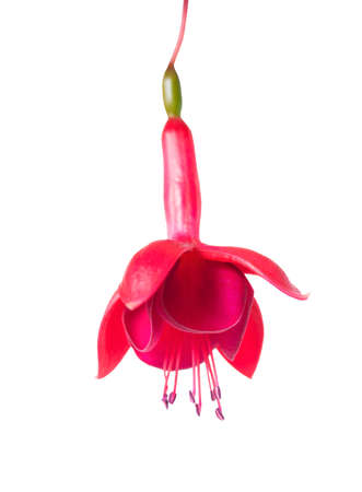 blooming beautiful single flower of red fuchsia is isolated on white background, `Marinka`, closeupの写真素材