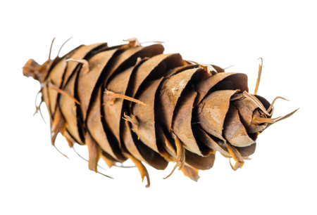 unusual cedar pine cones is isolated white background, closeupの写真素材