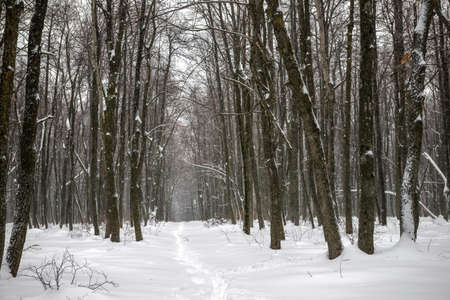 Xmas mysterious winter forest with snowstorm and footpathの写真素材