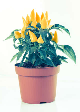 yellow hot chili peppers in pot, toned styleの写真素材