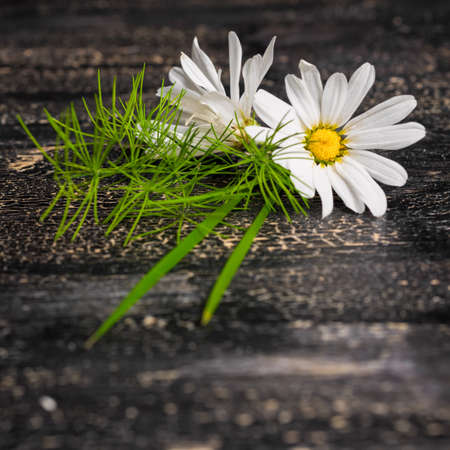 daisies flower with grass on black cracks background, close upの写真素材