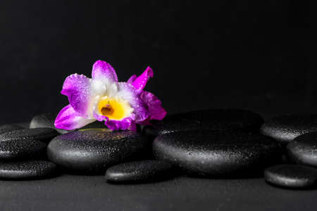 spa concept of purple orchid dendrobium with dew on black zen stones background, closeupの写真素材