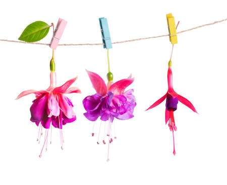 beautiful hybrid of fuchsia flowers handing on rope with colorful clothespin is isolated on white background, close upの写真素材