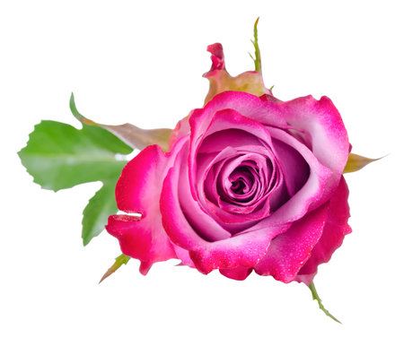 top view of beautiful pink rose flower with leaves is isolated on white backgroundの写真素材