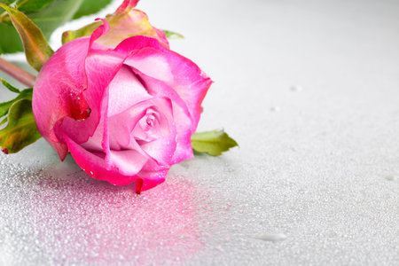 beautiful pink rose flower on light background with drops and reflection, close upの写真素材