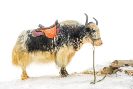 yak with saddle standing in the snow is isolated on white background, close upの写真素材