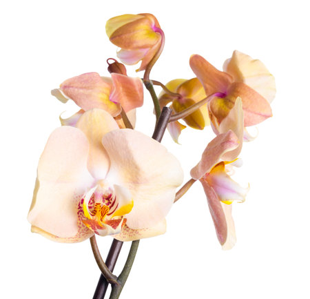 blooming twig of beige orchid flower, phalaenopsis is isolated on white background, close upの写真素材