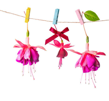 beautiful colorful fuchsia flowers handing on rope with clothespin is isolated on white background, close upの写真素材