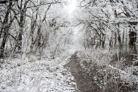 Christmas mysterious winter snowy forest with covering branches of trees in forest and footpathの写真素材