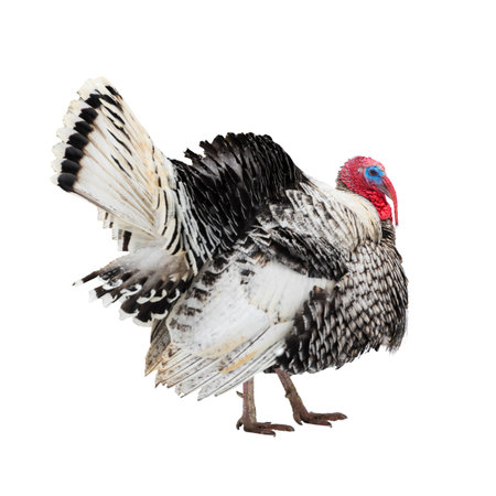 beautiful turkey bird is isolated on white background, close up