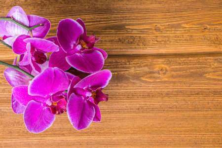 top view of blooming twig purple orchid flower, phalaenopsis on wooden background, copy spaceの写真素材