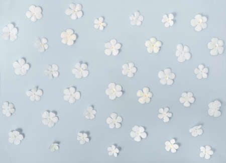 flat lay of beautiful trendy seamless pattern white flowers on background, close upの写真素材