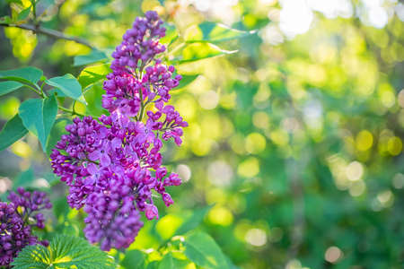 branch of spring lilac flowers with green leaves on blur bokeh floral nature background and sun beams, close upの写真素材
