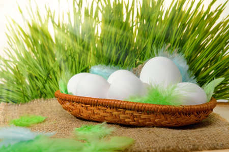 chicken white eggs with feathers in basket on hessian and spring green grass with sun beams, Easter conceptの写真素材