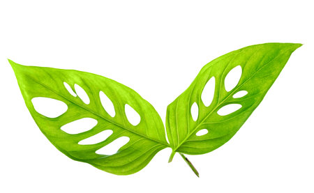 beautiful young green monstera leaves (var. expilata) isolated on white background, close up