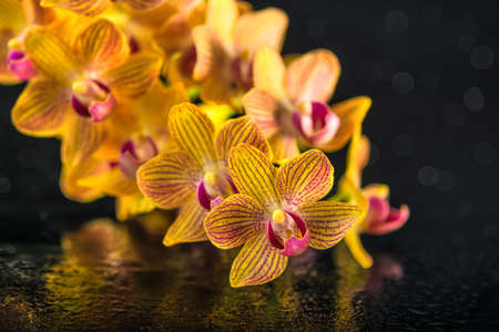 beautiful spa composition of blooming twig stripped orange orchid (phalaenopsis )with drops on black background, close upの写真素材