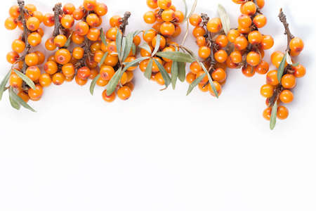 top view of  beautiful fresh sea buckthorn berries, concept of healthy eating, dietingの写真素材