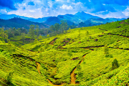 beautiful green tea plantations with blue mountain, Munnar, Kerala, India travel backgroundのeditorial素材