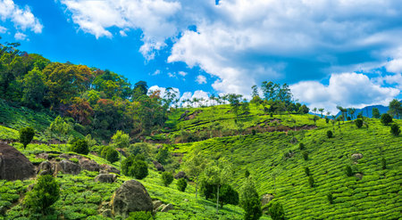 beautiful scene of India with hills, green tea plantations and blue sky, Kerala, Munnar, India,...