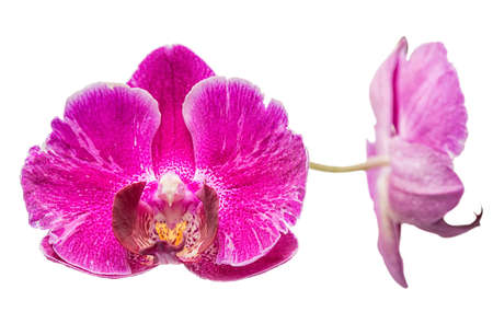 blooming  beautiful violet orchid, phalaenopsis isolated on white background, close upの写真素材