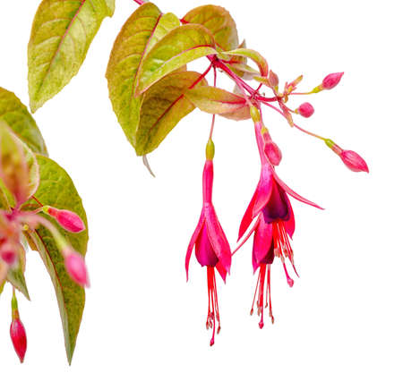 blooming hanging twig in shades of dark red fuchsia variegated is isolated on white background, Magellanica, close upの写真素材