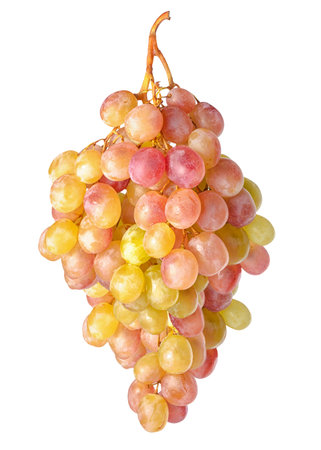 branch of hanging sultana grapes isolated on white background, close up